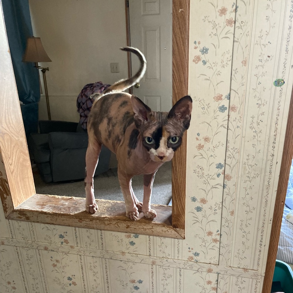 Meet your Posher, Shelly